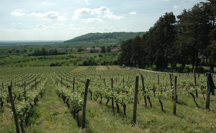 Viéville-sous-les-Côtes - Les coteaux viticoles au dessus du village et au bas du pied de côte les vergers de mirabelliers - © M.CRIVELLARO