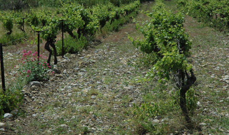 Vignoble à Maury - Sol très caillouteux formé de schistes noirs de l'Albien - © M.CRIVELLARO