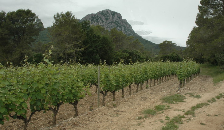Vignoble A.O.C Languedoc au pied du Pic-Saint-Loup - © M.CRIVELLARO