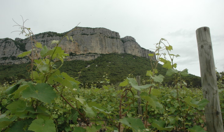 Vignoble A.O.C Languedoc - Montagne de l'Hortus - © M.CRIVELLARO