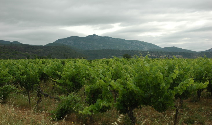 Vignoble A.O.C Languedoc - Montpeyroux - Saint-Saturnin - © M.CRIVELLARO