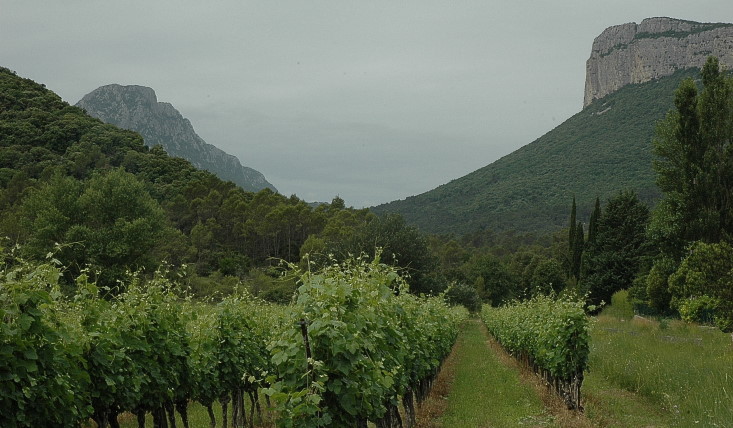 Vignoble A.O.C Languedoc - Pic-Saint-Loup et montagne de l'Hortus depuis le village de Valflaunès - © M.CRIVELLARO