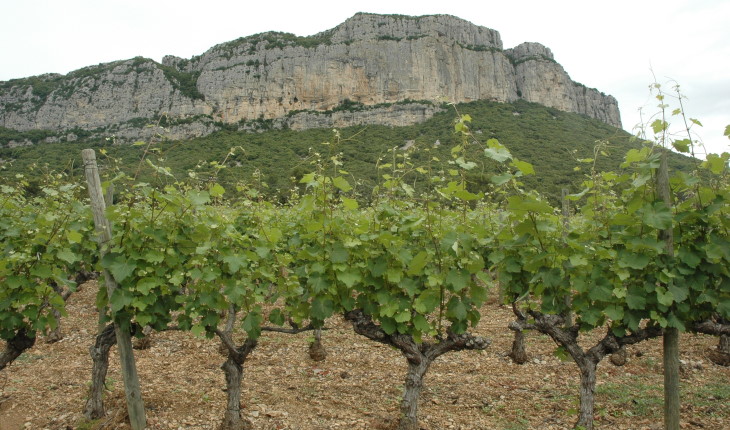Vignoble A.O.C Languedoc - Pic-Saint-Loup - Sol formé par les éboulis de pente des falaises calcaires - © M.CRIVELLARO