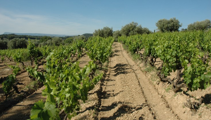 Vignoble de Bandol à  La Cadière-d'Azur - © Adrien CRIVELLARO