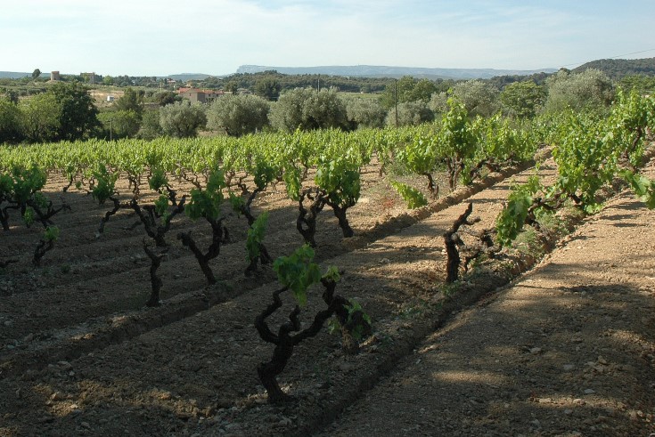Vignoble de Bandol - La Cadière-d'Azur - © Adrien CRIVELLARO
