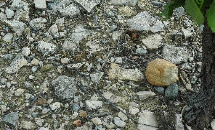 Vignoble de Cabardès à Ventenac-Cabardès  - Sol constitué de marnes, de calcaires, présence de galets - Photo Michel CRIVELLARO