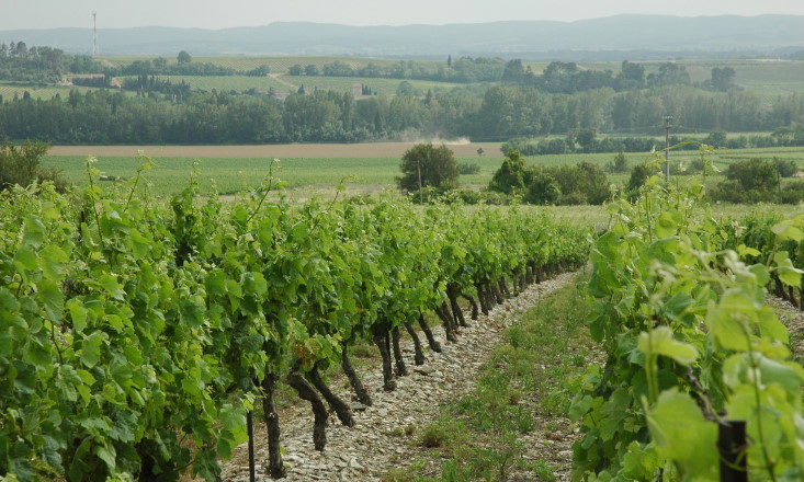 Vignoble de Cabardès - Route de Ventenac-Cabardès - Vignes et polyculture - © M.CRIVELLARO