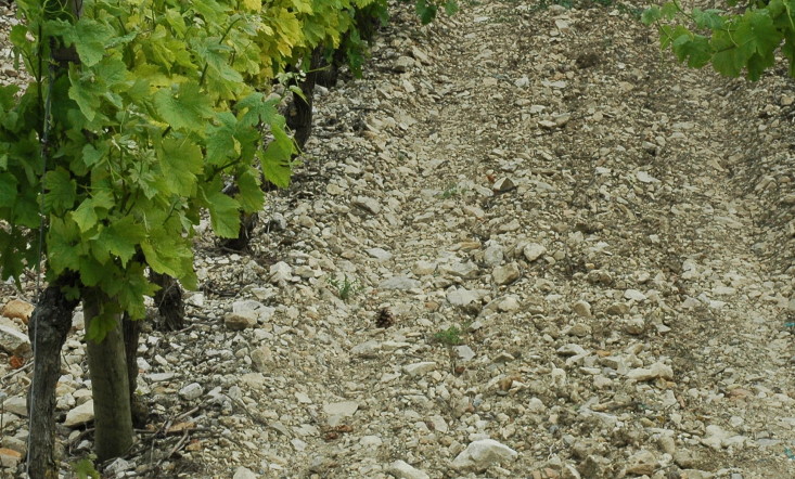 Vignoble de Cabardès - Sol caillouteux constitué de marnes et de calcaires dits de Ventenac - © M.CRIVELLARO