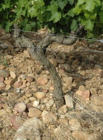 Vignoble de Châteauneuf-du-Pape - Sol de galets roulés par le Rhône - © M.CRIVELLARO