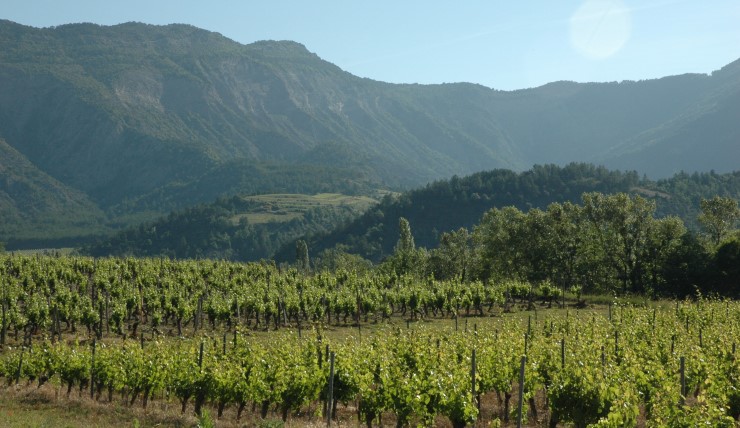 Vignoble de Chatillon-en-Diois - © M.CRIVELLARO