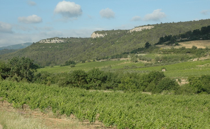 Vignoble de Corbières à Lagrasse - © M.CRIVELLARO