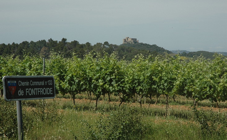 Vignoble de Corbières - Terroir de Fontfroide - Photo Michel CRIVELLARO