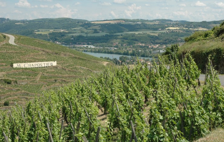 Vignoble de Côte-Rôtie surplombant le Rhône à Ampuis - © M.CRIVELLARO