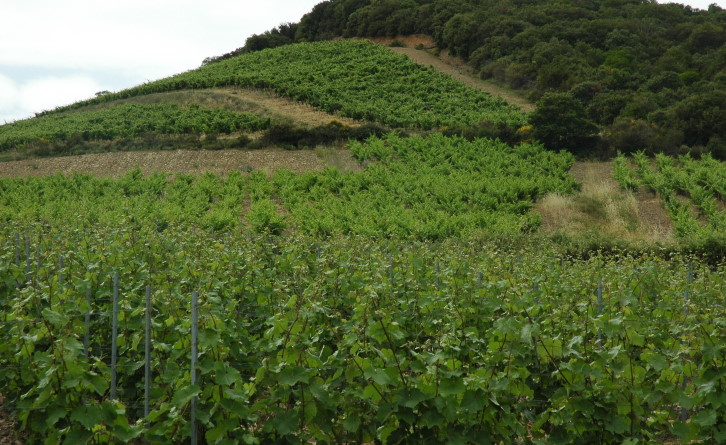 Vignoble de Faugères -  Coteaux aux  pentes abruptes couverts de chênes - © M.CRIVELLARO