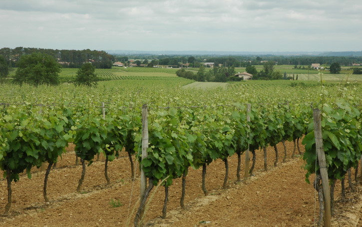 Vignoble de Fronton - Fabas -  Moyennes et basses terrasses du Tarn -  © M.CRIVELLARO