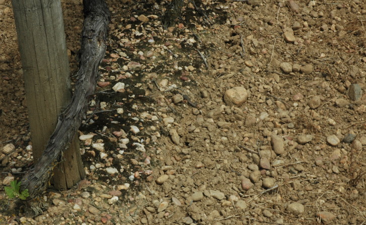 Vignoble de Fronton - Sol argilo-graveleux appelés aussi boulbènes caillouteuses - © M.CRIVELLARO