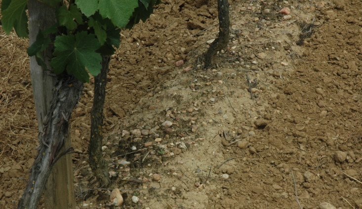 Vignoble de Fronton - Sol argilo-graveleux appelés aussi boulbènes caillouteuses - © M.CRIVELLARO