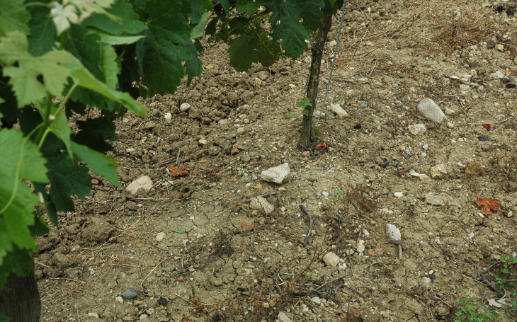 Vignoble de Gaillac - Sol argilo-calcaire sur coteaux mollassiques - © M.CRIVELLARO