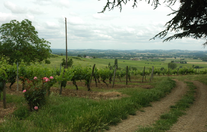 Vignoble de Gaillac sur coteaux mollassiques exposés plein sud vers la vallée du Tarn - Château de Tauzies - © M.CRIVELLARO