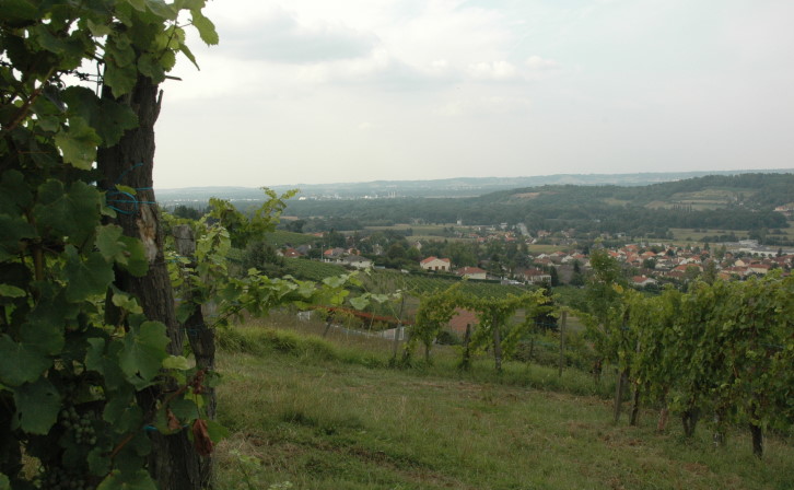 Vignoble de Jurançon à Monein - Vue sur la vallée du Gave de Pau - © M.CRIVELLARO