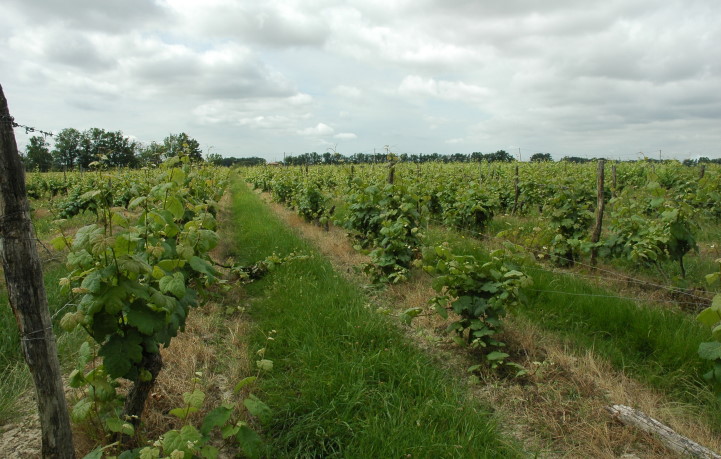 Vignoble de Lavilledieu dans la plaine alluviale du Tarn - La Ville-Dieu-du-Temple - © M.CRIVELLARO