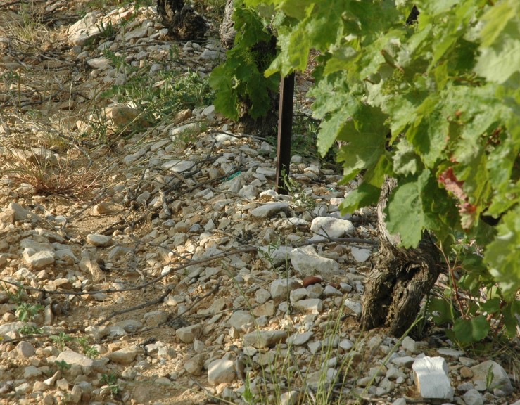 Vignoble de Lirac - Sol de calcaires éclatés - © Adrien CRIVELLARO