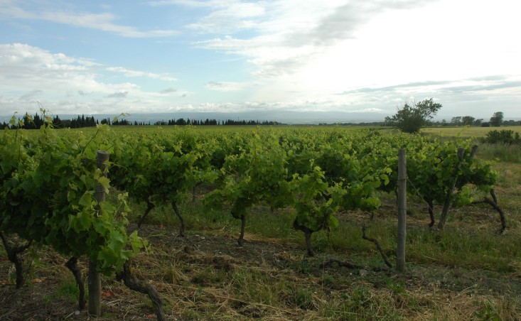 Vignoble de Malepère - Arzens - Montagne noire en fond - © M.CRIVELLARO
