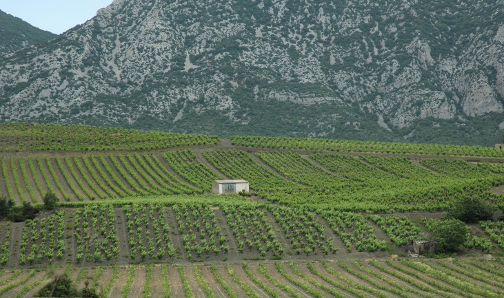 Vignoble de Maury - La barre de calcaire blanc Urgonien de la chaîne des Corbières surplombe le vignoble - © M.CRIVELLARO
