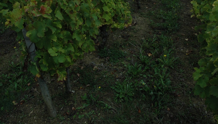 Vignoble de Menetou-Salon - Sol brun calcaire avec petits graviers en surface - © M.CRIVELLARO