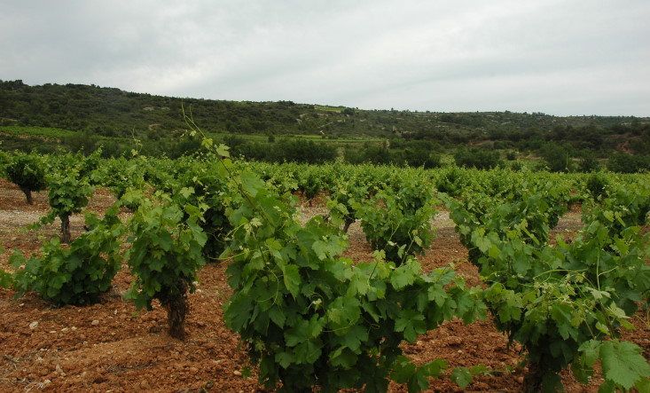 Vignoble de Saint-Chinian - Paysage aride, végétation méditerranéenne - © M.CRIVELLARO