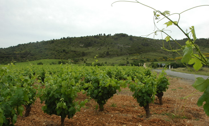 Vignoble de Saint-Chinian - Route de Cébazan -  © M.CRIVELLARO