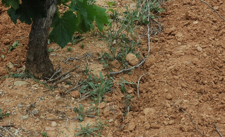 Vignoble de Saint-Chinian - Sols rouges argilo-calcaires - © M.CRIVELLARO
