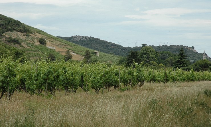Vignoble de Saint-Péray.  © M.CRIVELLARO