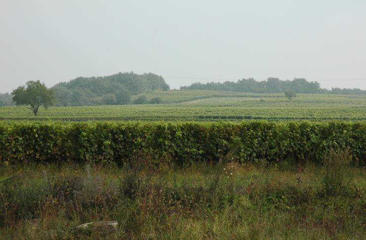 Vignoble de Saumur-Champigny à Varrains - © M.CRIVELLARO