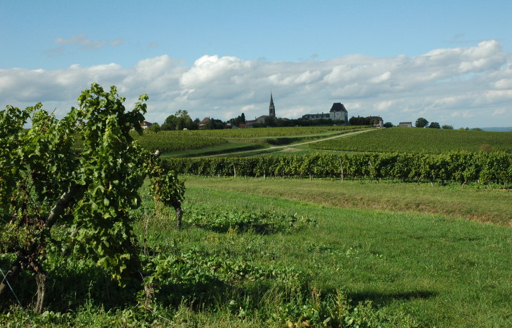 Vignoble de Saussignac - Village de Saussignac au loin - © M.CRIVELLARO