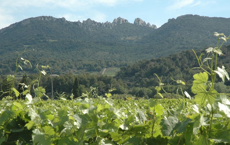 Vignoble de Vacqueyras au pied des Dentelles de Montmirail - © Adrien CRIVELLARO