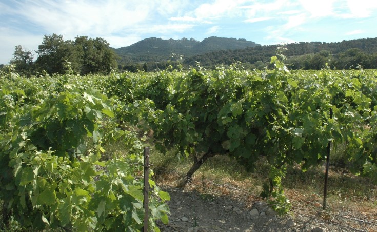 Vignoble de Vacqueyras au pied des Dentelles de Montmirail -  © Adrien CRIVELLARO
