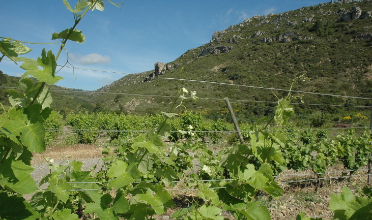 Vignoble des Corbières - Terroir de Durban à Villeneuve-des-Corbières - Barrière rocheuse - © M.CRIVELLARO