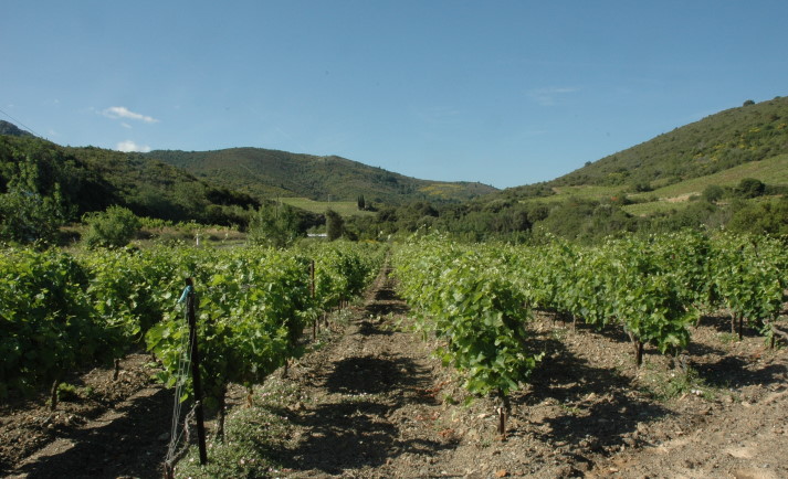 Vignoble des Corbières - Terroir de Durban à Villeneuve-des-Corbières - sol aride - © M.CRIVELLARO
