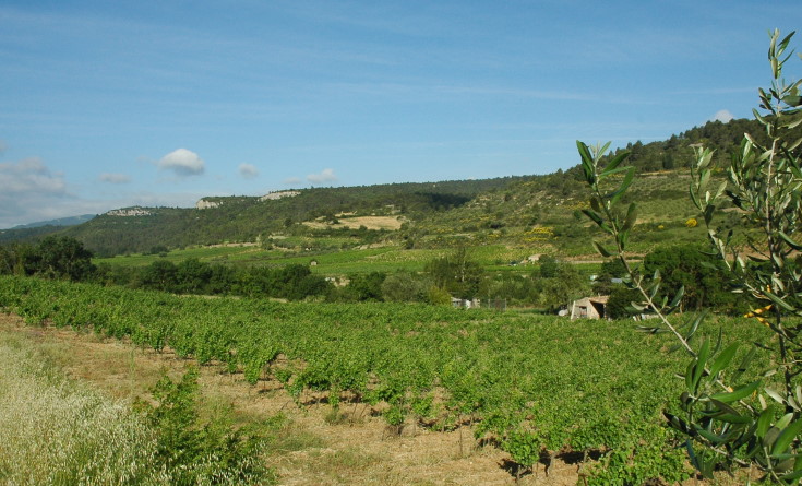 Vignoble des Corbières - Terroir de Lagrasse - Vignoble au pied de massifs calcaires - © M.CRIVELLARO