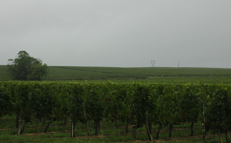 Vignoble des Côtes de Bourg à la sortie du village de Lansac - © M.CRIVELLARO