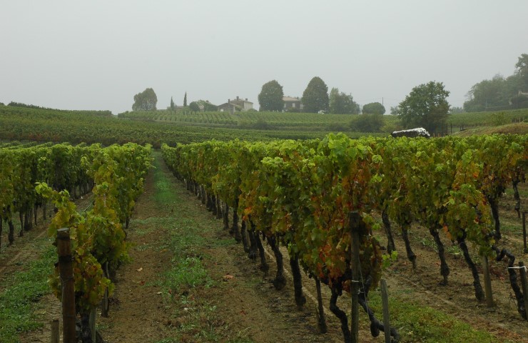 Vignoble des Côtes de Bourg - Commune de Lansac - © M.CRIVELLARO