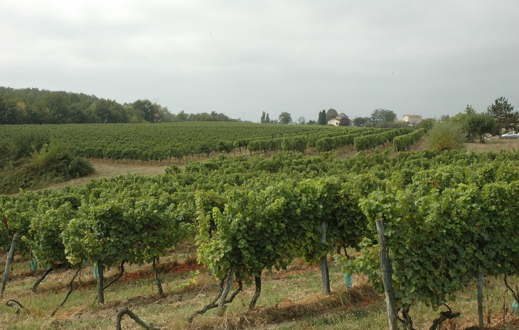 Vignoble des Côtes de Montravel - Fougueyrolles - © M.CRIVELLARO