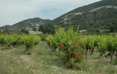 Vignoble des Côtes du Rhône à Venterol -  © Adrien CRIVELLARO