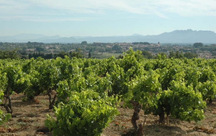 Vignoble des Côtes-du-Rhône - © Adrien CRIVELLARO