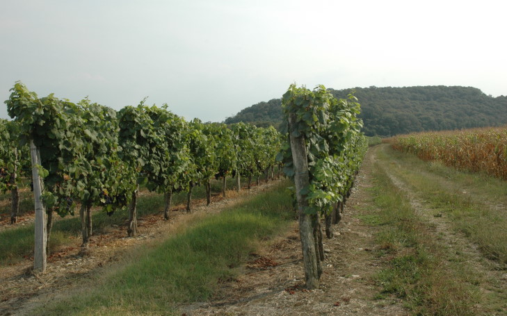 Vignoble du Béarn à Bellocq - Vignes et maïs sur les terrasses alluviales du Gave de Pau. © M.CRIVELLARO