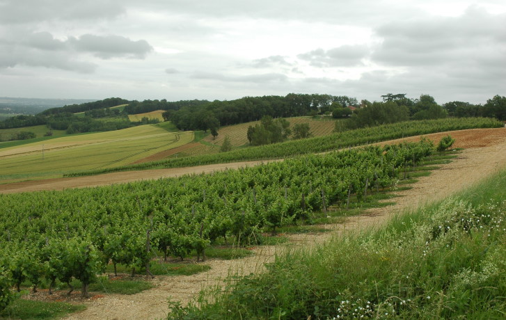 Vignoble du Bruhlois sur les coteaux molassiques recouverts de graves garonnaises - © M.CRIVELLARO