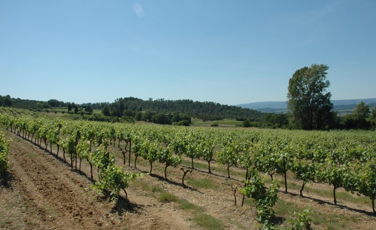 Vignoble du Lubéron - Entre Bonnieux  et Apt - © Adrien CRIVELLARO