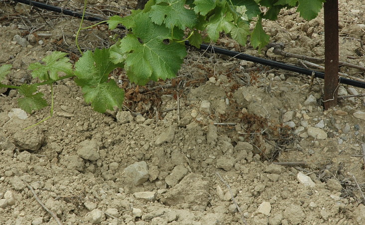 Vignoble du Minervois - Sol sur molasses gréseuses à Siran - © M.CRIVELLARO