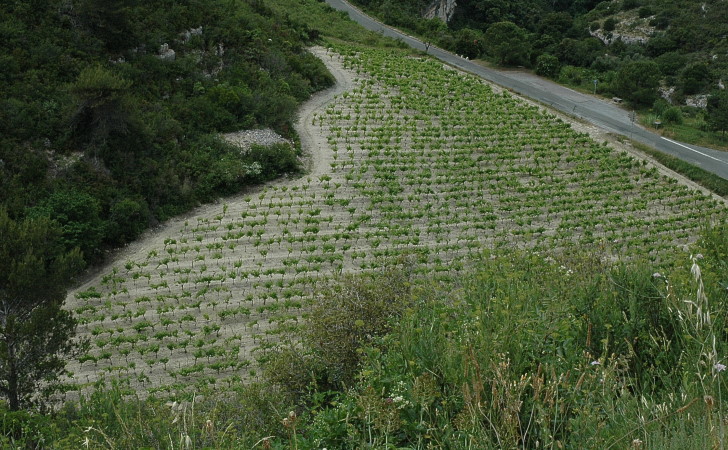 Vignoble du Minervois sur marnes décapées - Vigne et végétation de garrigues, de pins et de chênes - © M.CRIVELLARO